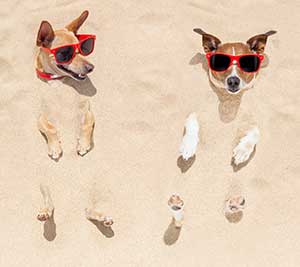 Dogs relaxing under sand with sunglasses on